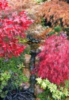 Waterfall with surrounding autumn colour of Acers and evergreens, conifers, deciduous trees and shrubs grown for their foliage, showing stunning autumnal tints and hues - Four Seasons Garden NGS, Walsall, Staffordshire 