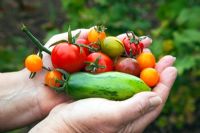 A handful of Tomatoes including 'Green Sausage', 'Gardeners' Delight', 'Gold Cherry', 'Black Cherry', 'Matina', Ailsa Craig' and 'Tomatoberry'