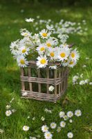 Wicker basket with daisies on lawn