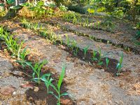 Sweetcorn 'Rugrosa' just watered on smallholding in Italy
