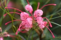 Grevillea longistyla x johnsonii 'Long John' - Cranbourne Botanical Gardens, Australia