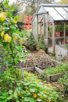 The vegetable garden in Autumn with Runner Beans, Nasturtiums and bamboo cloches by the greenhouse