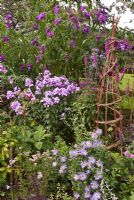 Phlox Buddleja and Asters in late summer at Lilac Cottage (NGS), Staffordshire