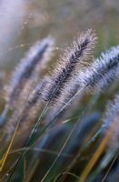 Pennisetum alopecuroides 'Cassian' with dew in autumn at Piet Oudolf's garden, Hummelo, The Netherlands