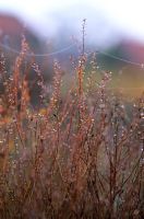 Lythrum virgatum stems with dew and spiders webs in autumn at Piet Oudolf's garden, Hummelo, The Netherlands