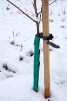 Young apple tree, recently planted, stake and plastic tie plus rabbit and deer protective binding