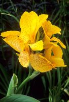 Canna 'Tropical Yellow'