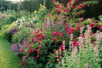 Mixed border with Nepeta sibirica 'Pinkform', Rosa 'Cerise Bouquet', Rosa 'Cottage Rose', Salvia, Geranium and Thalictrum, David Austin Rose Gardens