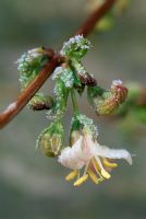 Lonicera x purpusii with frost