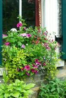 Windowbox planted with Petunias, Lysimachia, Lobelia, Geraniums, Fuchsias and Impatiens - New Square, Cambridge