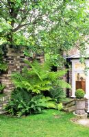 Dicksonia antarctica and Dryopteris filix mas in shady corner under mulberry tree beside wall. Box ball in vintage stone urn -New Square, Cambridge