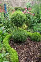 Buxus sempervirens - Box snake curving around a clipped topiary double ball