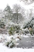 Frozen wildlife pond with snow covered Phormiums and shrubs at Honeybrook House Cottage, Worcestershire