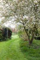 Amelanchier canadensis at Eastgrove Cottage in Worcestershire in April