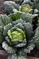 Brassica - Cabbage 'Tavaloy'