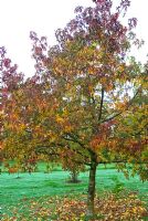Liquidambar styraciflua 'Parasol'  - Sweetgum Tree. Chiffchaffs, nr Bourton, Dorset, UK. November.