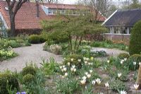 Spring borders with Tulipa tarda. The teagarden is a combination of model garden, garden shop and tearoom in Weesp