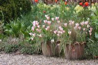 Tulip tarda in pots. The teagarden is a combination of model garden, garden shop and tearoom in Weesp