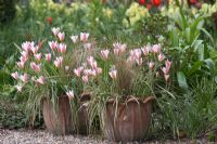 Tulips tarda in pot -  The Teagarden is a combination of model garden, garden shop and tearoom in Weesp