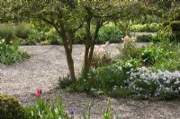 Spring borders with Tulipa tarda - The teagarden is a combination of model garden, garden shop and tearoom in Weesp