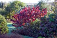 Cercis canadensis 'Forest Pansy' in a small country garden in Autumn