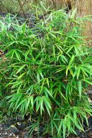 Pseudosasa japonica 'Tsutsumiana' - Bamboo. The Sir Harold Hillier Gardens/Hampshire County Council, Romsey, Hants, UK. December.