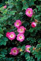 Rosa rubiginosa 'Janets Pride'