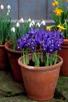 Bulbs in pots - Iris reticulata 'Harmony' Narcissus and Galanthus nivalis