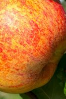 Malus domestica 'Peasgood's Nonsuch' - Apple