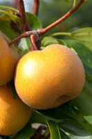 Pyrus pyrifolia 'Niitaka' - Asian Pear