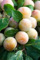 Prunus insititia 'White Bullace' - Damson Plum
