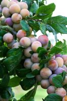 Prunus insititia 'White Bullace' - Damson Plum