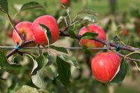 Malus domestica 'Red Falstaff' - Apple