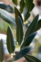 Olea europaea - Olive foliage