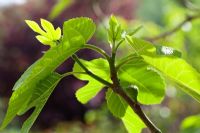 New spring foliage and fruit of Ficus carica - Fig