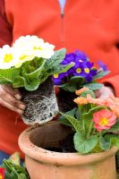 Planting Primula hybrids in a terracotta herb pot