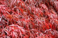 Acer palmatum dissectum 'Inaba-Shidare' AGM showing autumn colour