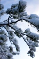 Pinus sylvestris - Scots Pine with frost and snow