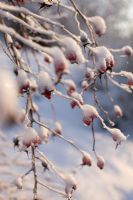 Rose hips with fresh snow