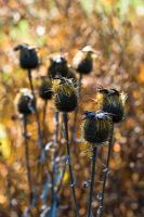 Rhaponticum cynaroides. Seed heads in autumn