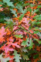 Quercus texana  - Texas Red Oak at Highfield Hollies, Hampshire, UK