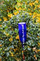 Plant labels. Bottle used to mark varietyIlex aquifolium 'Bacciflava' at Highfield Hollies, Hampshire, UK
