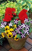 Season long summer colour in a terracotta pot. Viola -Pansies with striped Petunias and red Begonias 'Non-stop'