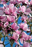 Magnolia campbellii 'Charles Raffill'