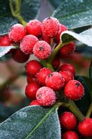 Ilex altaclarensis - Holly berries with frost