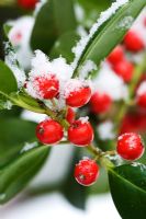 Ilex altaclarensis - Holly berries with snow