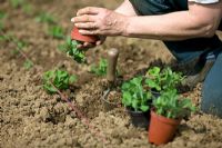 Planting pot grown Pisum - Peas