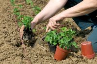Planting pot grown Pisum - Peas

