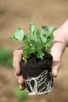 Planting pot grown Pisum - Peas 

