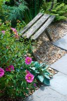Garden seat with pink Cistus and Hosta